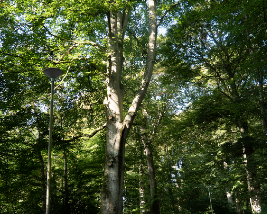 Culduthel Community Woods