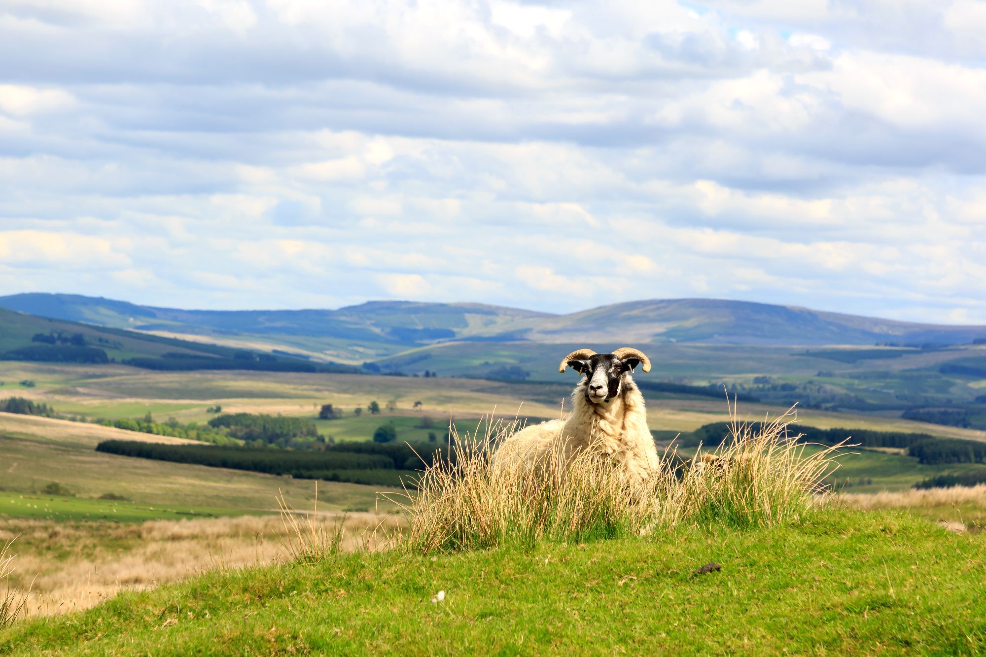 Understanding tenant farming