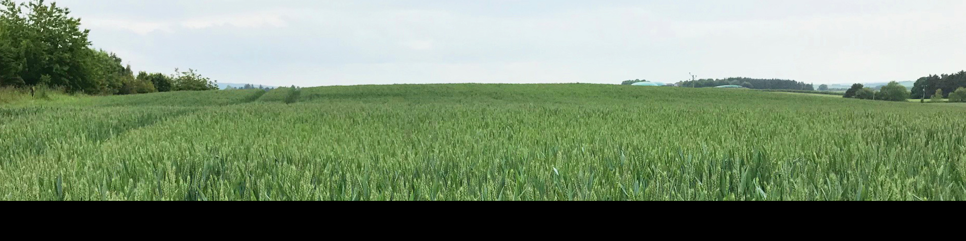 Wheat field