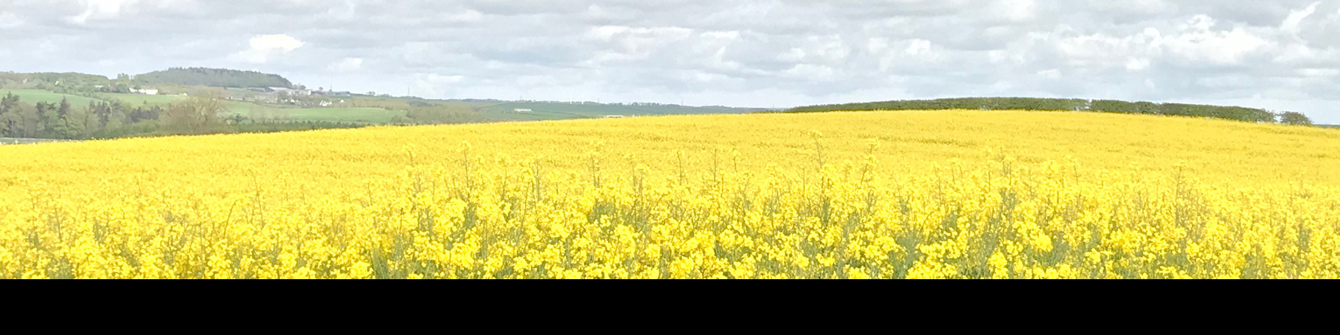 Field of yellow rapeseed