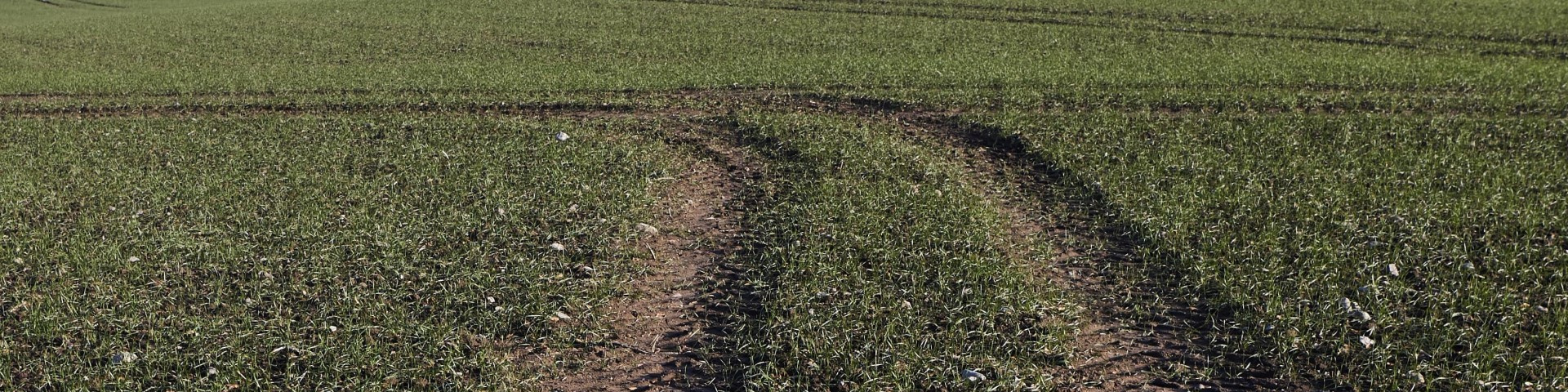 Tyre tracks on farmland in the Black Isle