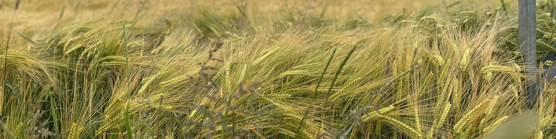 Barley Field