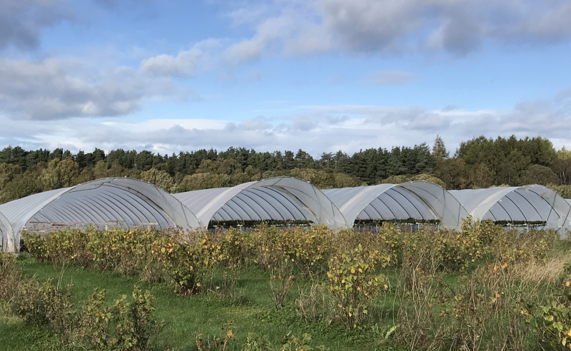 Polytunnels with soft fruit bushes