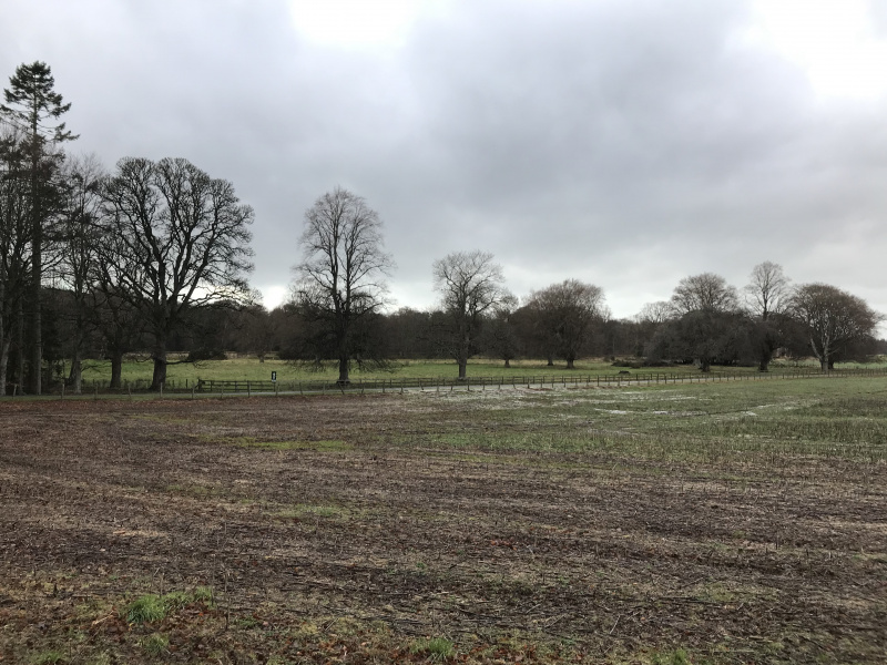 Wintry field edged by trees