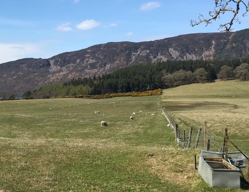 Lambs in a field on the shore of Loch Ness