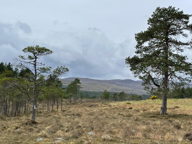 Mixed landscape of trees and moorland in Sutherland.