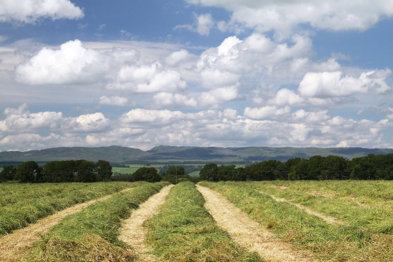 Silage cut and ready for baling, Perthshire. Photographer: Matt Cartney. Crown Copyright - courtesy Rural Matters.