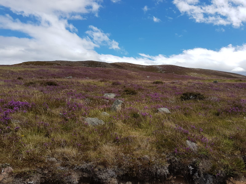 Hillside with heather in flower and scattered boulders with blue sky.