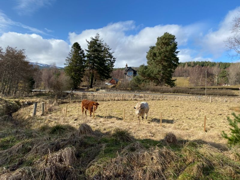Cows grazing near Aviemore