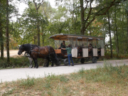 Carriage pulled by Percheron horses for a tour around the forest