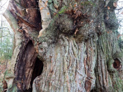 Remarkable tree - Veteran Sessile Oak in L'Arche de la Nature, Le Mans