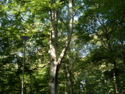 Urban woodland in Culduthel Wood, Inverness