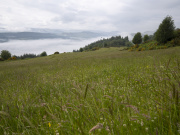 Grassy meadow with mist in distance on Bunloit Estate, Highlands. Courtesy Highlands Rewilding.